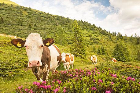 Cows grazing among the rhododendrons, near Col Quatern, Rinfreddo pasture, Comelico, Italy