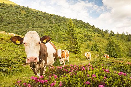 Cows grazing among the rhododendrons, near Col Quaternà, Rinfreddo pasture, Comelico, Italy Cows grazing among the rhododendrons, near Col Quaternà, Rinfreddo pasture, Comelico, Italy