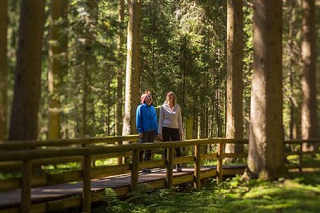 Hikers in the forest of Val Visdende, Comelico, Italy