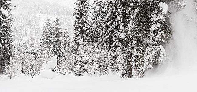 Fusine forest after an intense snowfall