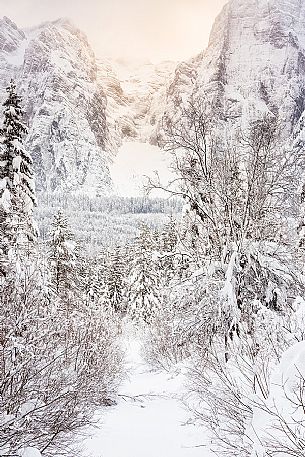 Fusine forest after an intense snowfall