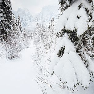 Fusine forest after an intense snowfall