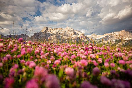Wild flowering in Pralongi at sunset, Badia Valley, Dolomites, South Tyrol, Italy 