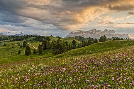 Flowery meadow in Pralongi, in the background Marmolaga and Sella mountain, Badia Valley, Dolomites, South Tyrol, Italy 