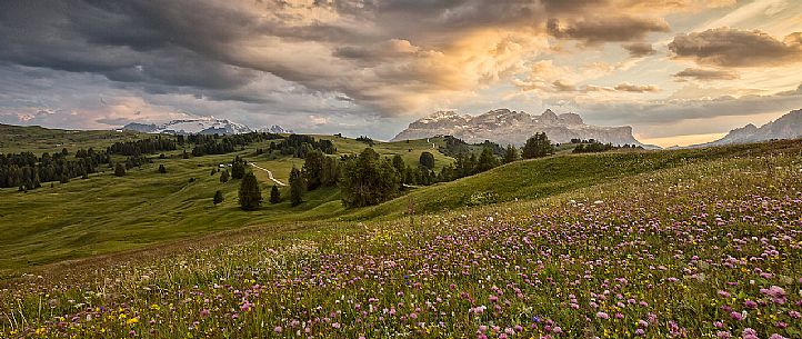 Flowery meadow in Pralongi, in the background Marmolaga and Sella mountain, Badia Valley, Dolomites, South Tyrol, Italy 