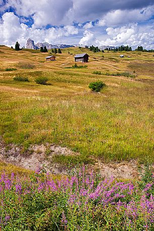 Flowery meadow in Pralongi, in the background Sassongher mountain, Badia Valley, Dolomites, South Tyrol, Italy 