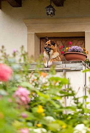 Dog at the entrance to a farm in La Val, Val Badia, dolomites, Italy