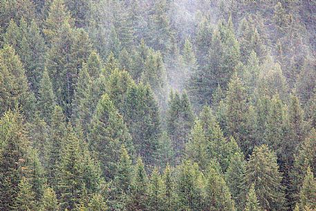 Mountain forest in Badia Valley, dolomites, Italy