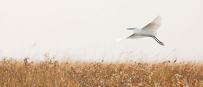 Egret in flight over of the Marano's lagoon, Marano Lagunare, Italy Egret in flight over of the Marano's lagoon, Marano Lagunare, Italy