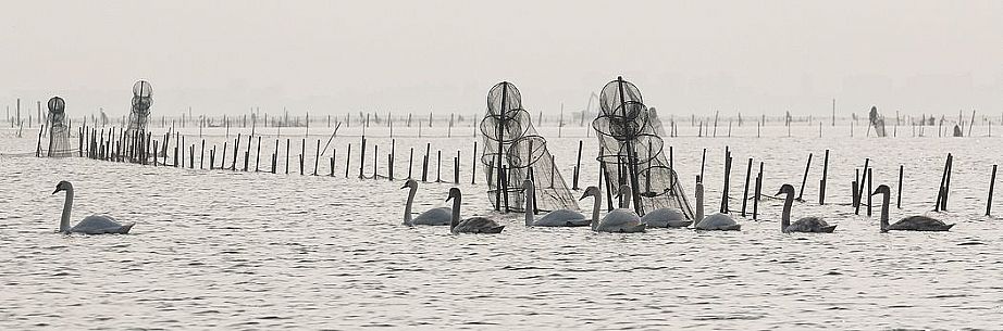 Seascape: fishing nets and swans on Marano's lagoon, Marano Lagunare, Italy Seascape: fishing nets and swans on Marano's lagoon, Marano Lagunare, Italy