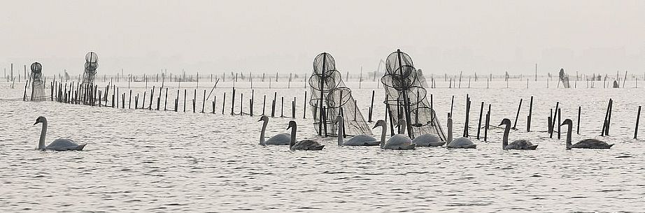 Seascape: fishing nets and swans on Marano's lagoon, Marano Lagunare, Italy