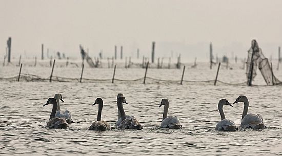Seascape: fishing nets and swans on Marano's lagoon, Marano Lagunare, Italy Seascape: fishing nets and swans on Marano's lagoon, Marano Lagunare, Italy