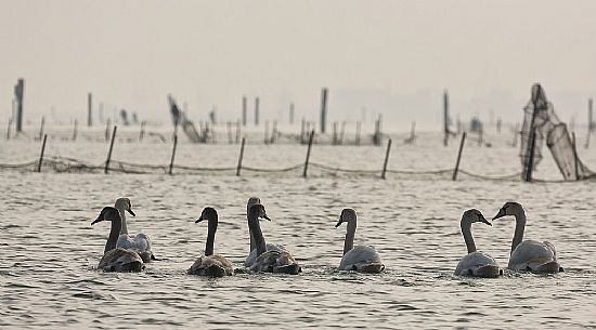 Seascape: fishing nets and swans on Marano's lagoon, Marano Lagunare, Italy