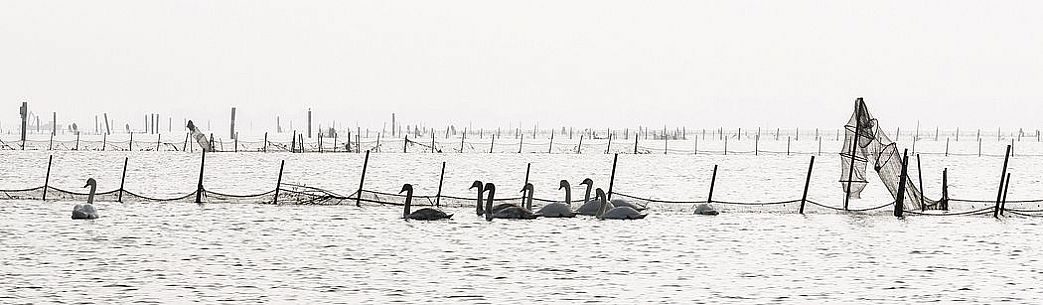 Seascape: fishing nets and swans on Marano's lagoon, Marano Lagunare, Italy