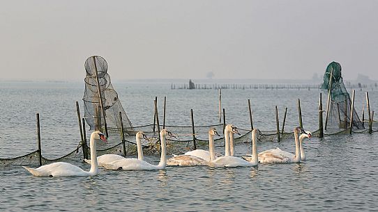 Seascape: fishing nets and swans on Marano's lagoon, Marano Lagunare, Italy