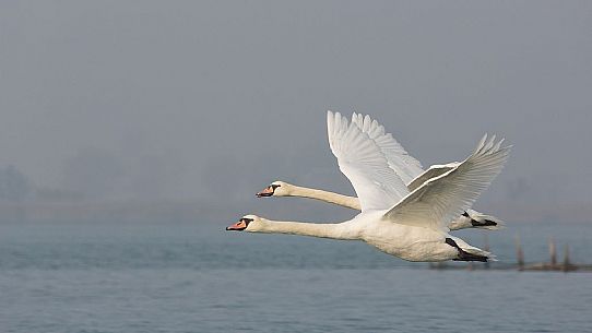 Flying swans on of the Marano's lagoon, Marano Lagunare, Italy
