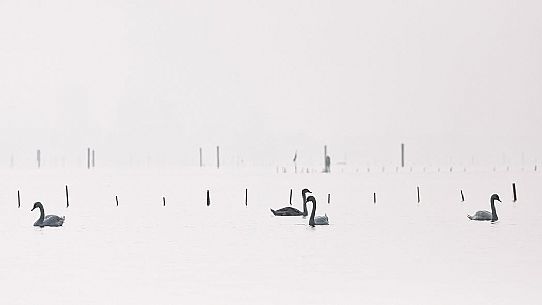 Swans on the Marano's lagoon, Marano Lagunare, Italy