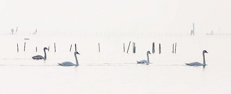 Swans on the Marano's lagoon, Marano Lagunare, Italy