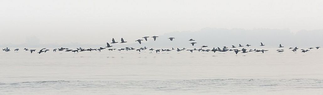 Flying cormorants on of the Marano's lagoon, Marano Lagunare, Italy