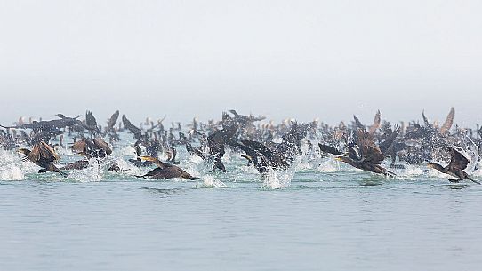 Cormorants hunting on of the Marano's lagoon, Marano Lagunare, Italy