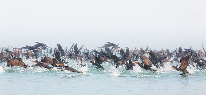 Cormorants hunting on of the Marano's lagoon, Marano Lagunare, Italy