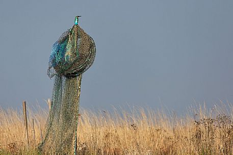 kingfisher over fishing net, Marano Lagunare, Italy