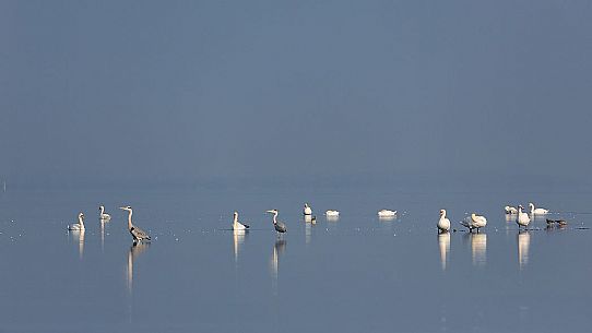 Sea birds on the Marano's lagoon, Marano Lagunare, Italy