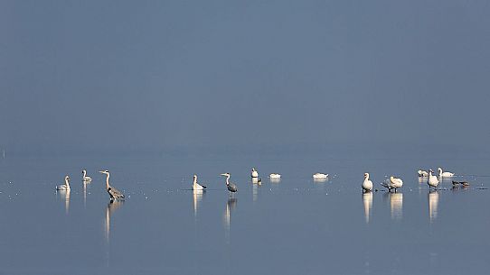 Sea birds on the Marano's lagoon, Marano Lagunare, Italy Sea birds on the Marano's lagoon, Marano Lagunare, Italy
