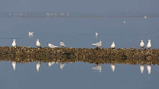 Seagulls on the Marano's lagoon, Marano Lagunare, Italy Seagulls on the Marano's lagoon, Marano Lagunare, Italy