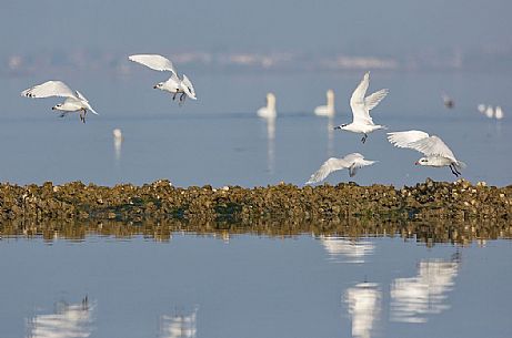 Seagulls on the Marano's lagoon, Marano Lagunare, Italy Seagulls on the Marano's lagoon, Marano Lagunare, Italy