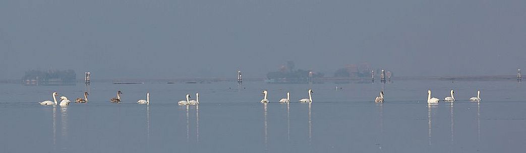 Swans on the Marano's lagoon, Marano Lagunare, Italy