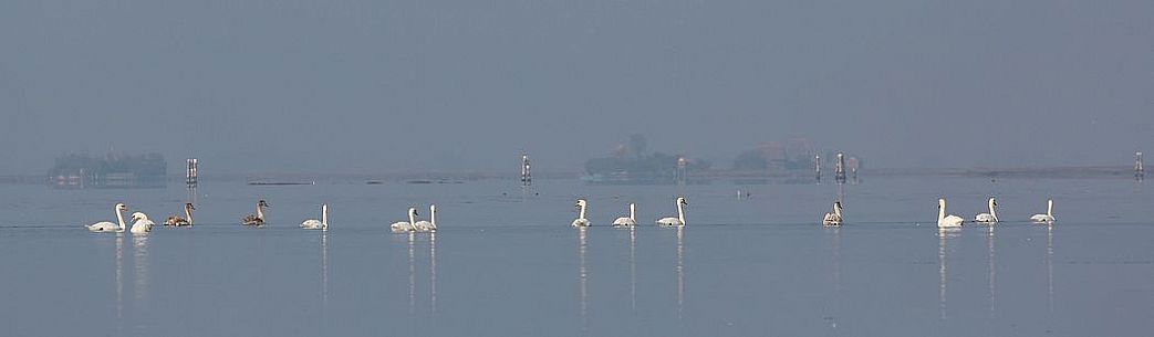 Swans on the Marano's lagoon, Marano Lagunare, Italy