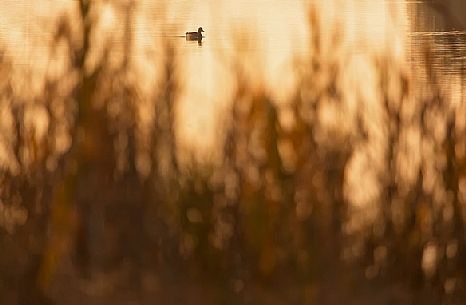 Duck at sunset in the Marano's lagoon, Marano Lagunare, Italy Duck at sunset in the Marano's lagoon, Marano Lagunare, Italy