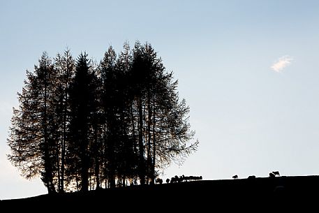 Backlit flock of sheeps, Armentara meadows, Natural Park Fanes Senes Braies, Badia Valley, Alto Adige, Italy 