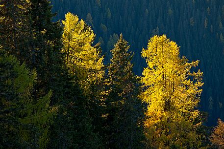 Dolomitic forest in autumn, South Tyrol, Italy