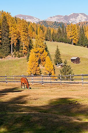 Horse grazing at Prati dell'Armentara alpine meadows with barns in autumn, South Tyrol, Dolomites, Italy Horse grazing at Prati dell'Armentara alpine meadows with barns in autumn, South Tyrol, Dolomites, Italy
