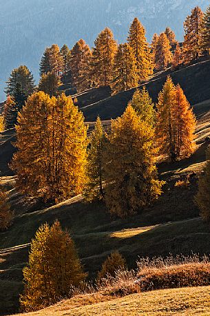 Dolomitic forest in autumn, South Tyrol, Italy