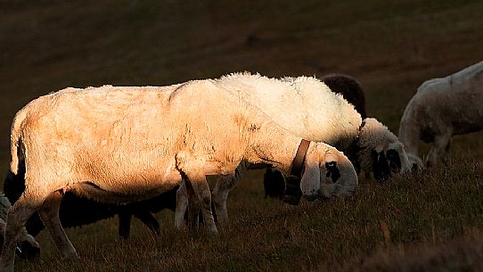 Sheep on the lawns of the Val Badia, dolomites, Italy