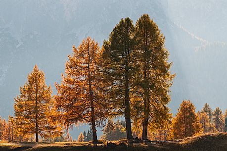 Dolomitic forest in autumn, South Tyrol, Italy