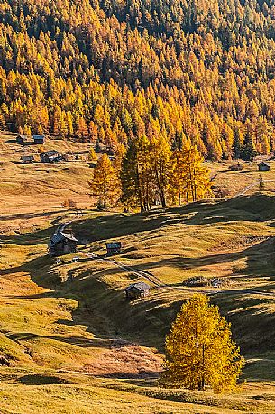 Prati dell'Armentara alpine meadows with barns in autumn, South Tyrol, Dolomites, Italy
 