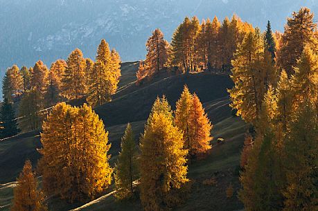 Dolomitic forest in autumn, South Tyrol, Italy