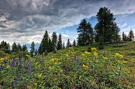 Alpine meadow near Peller hut, Brenta dolomites, Trentino, Italy