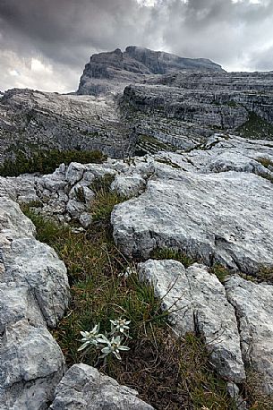 Dolomites of Brenta and edelwiss from Grost pass, Madonna di Campiglio, Italy