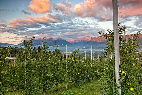 Apple orchard, Val di Non towards Brenta dolomites, Trentino, Italy