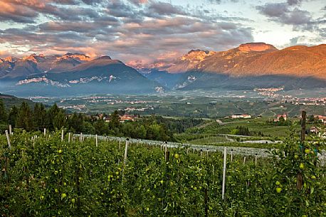 Apple orchard, Val di Non towards Brenta dolomites, Trentino, Italy