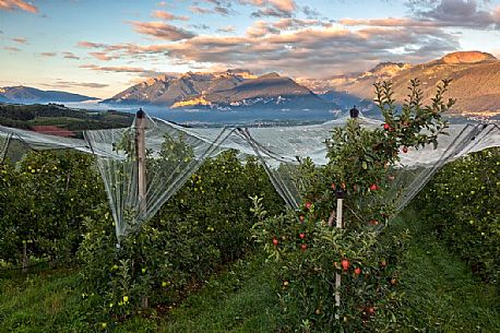 Apple orchard, Val di Non towards Brenta dolomites, Trentino, Italy Apple orchard, Val di Non towards Brenta dolomites, Trentino, Italy