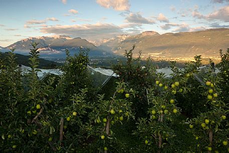 Apple orchard, Val di Non towards Brenta dolomites, Trentino, Italy Apple orchard, Val di Non towards Brenta dolomites, Trentino, Italy