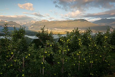Apple orchard, Val di Non towards Brenta dolomites, Trentino, Italy Apple orchard, Val di Non towards Brenta dolomites, Trentino, Italy