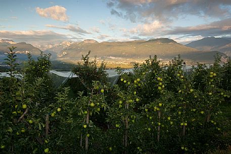 Apple orchard, Val di Non towards Brenta dolomites, Trentino, Italy