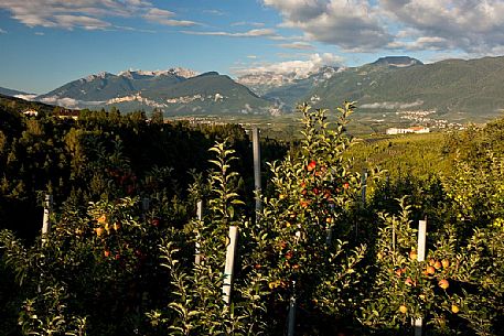 Apple orchard, Val di Non towards Brenta dolomites, Trentino, Italy Apple orchard, Val di Non towards Brenta dolomites, Trentino, Italy